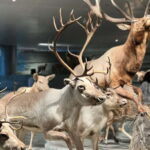 Shanghai: Natural History Museum Tickets Purchase service - Why This Experience Offers Great Value