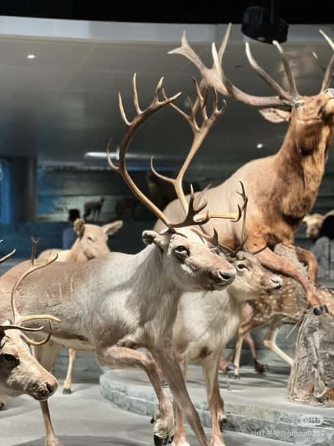 Shanghai: Natural History Museum Tickets Purchase service - Why This Experience Offers Great Value
