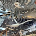 Shanghai: Natural History Museum Tour & River Cruise - Who Would Enjoy This Tour?