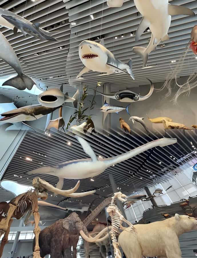 Shanghai: Natural History Museum Tour & River Cruise - Who Would Enjoy This Tour?