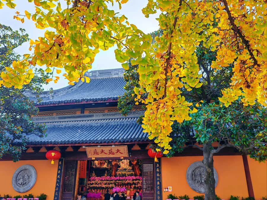 Shanghai: Spending a Chinese New Year's Day Like The Local - Why This Tour is a Great Choice