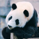 Shanghai: Wild Animal Park Ticket - What You Can Expect at Shanghai Wild Animal Park