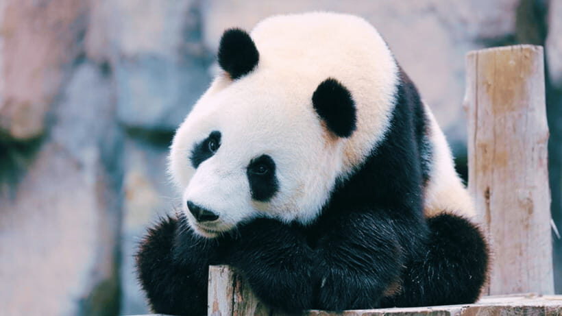 Shanghai: Wild Animal Park Ticket - What You Can Expect at Shanghai Wild Animal Park