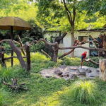 Shanghai: Zoo and Zhujiajiao Water Town Tour with Boat Ride - Why This Tour Offers Great Value