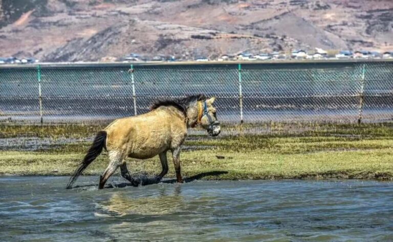 Shangri-La: Balagezong Scenic Area Private Tour - The Value and Practicalities
