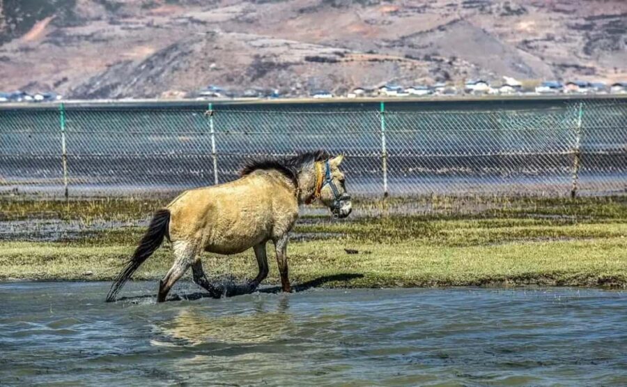 Shangri-La: Balagezong Scenic Area Private Tour - The Value and Practicalities