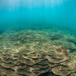 Shared Scuba Diving Trip in Kushimoto - Detailed Breakdown of the Tour Experience