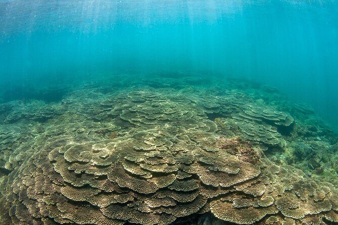 Shared Scuba Diving Trip in Kushimoto - Detailed Breakdown of the Tour Experience