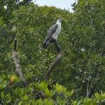 Sharing Boat Tour Langkawi Mangrove Adventure with Lunch - Final Thoughts