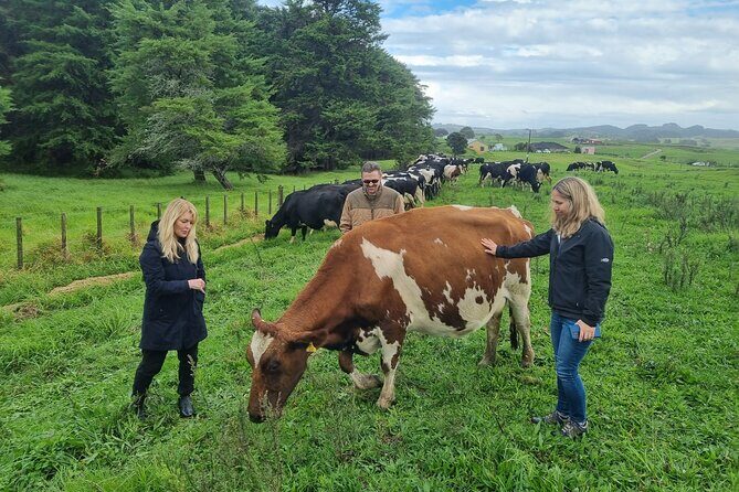 Sheep & Beef Working Farm Private Tour - An In-Depth Look at the Tour Itinerary