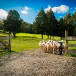 Sheep Shearing and Auckland City Highlights Tour with Lunch - Exploring the Itinerary: What You Can Expect