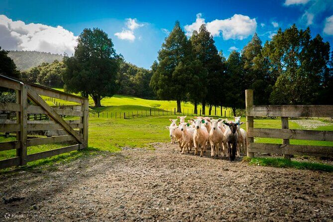 Sheep Shearing and Auckland City Highlights Tour with Lunch - Exploring the Itinerary: What You Can Expect