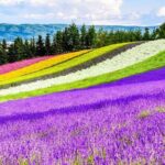 Shikisai-no-Oka Fairy Terrace Tour, optional lunch from Sapporo - Transportation and Group Dynamics