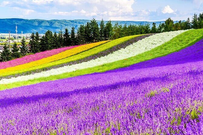 Shikisai-no-Oka Fairy Terrace Tour, optional lunch from Sapporo - Transportation and Group Dynamics