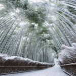 Shimizu: Kyoto Private Custom Day Tour with English guide - Why This Tour Works for Different Travelers