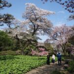 Shinjuku Gyoen National Garden 2 Hour Walking Tour - A Closer Look at the Itinerary