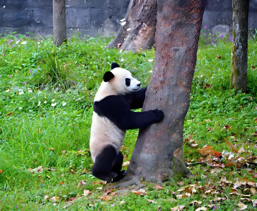Sichuan: Bifengxia Giant Panda Base Ticket - Why This Tour Is a Great Value