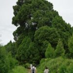 Sichuan: Jinniu Ancient Mile Road Hiking Tour with Guide - What the Guides Bring to the Table