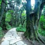 Sichuan: Jinniu Ancient Mile Road Hiking Tour with Guide - The Trail: Walking Through Living History