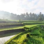 Sidemen rice terraces trek and local village walk - Practical Details and What You Need to Know