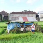 Sidemen rice terraces trek and local village walk - The Guides and Personal Touch