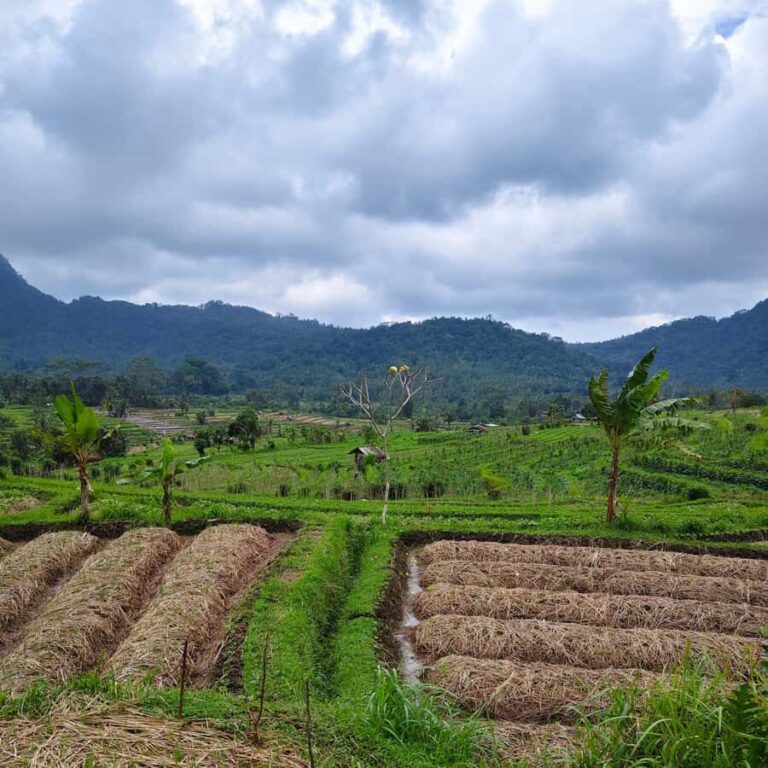 Sidemen: Rice Terraces, Waterfall, & Village Tour - Practical Details and What to Expect