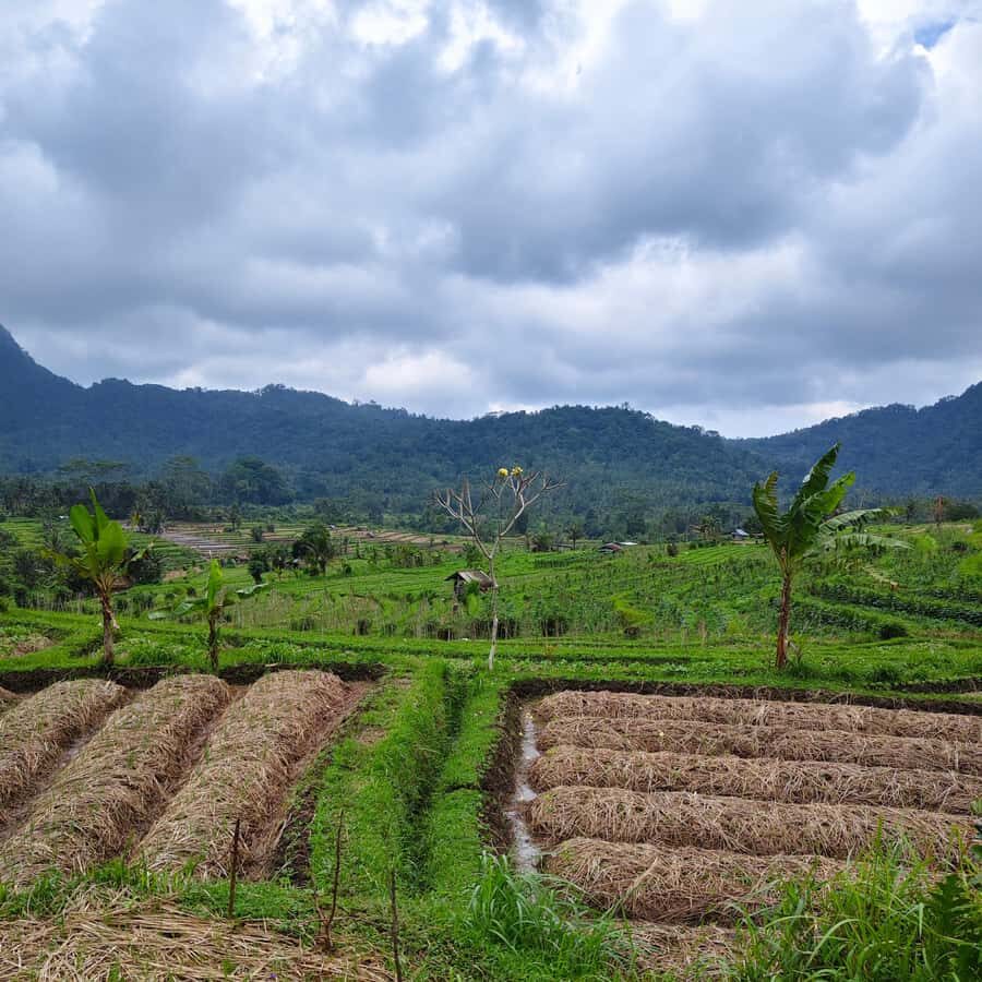 Sidemen: Rice Terraces, Waterfall, & Village Tour - Practical Details and What to Expect