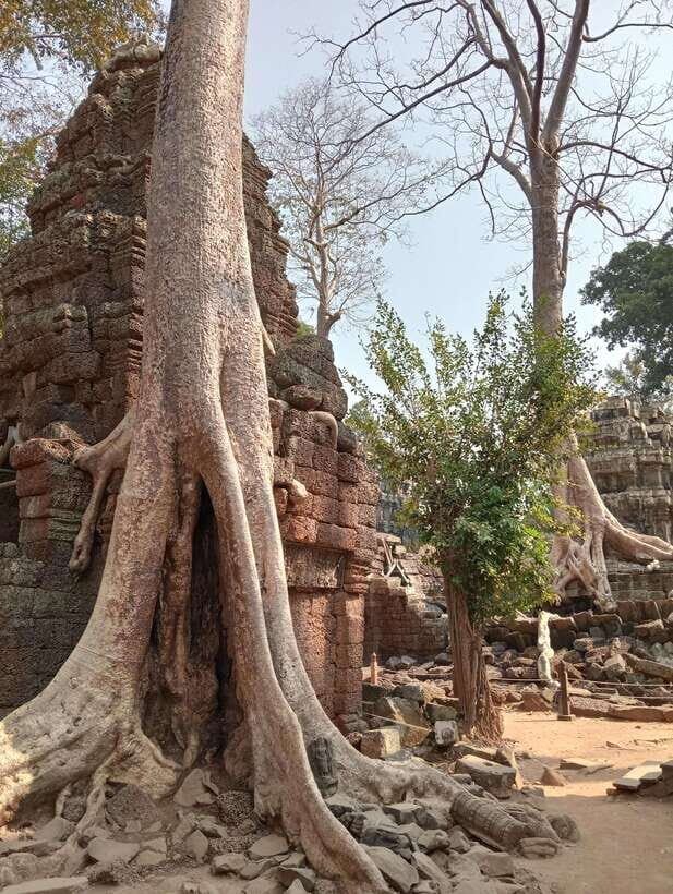 Siem Reap: Angkor Full-Day Group Tour with Japanese Guide - What Travelers Say