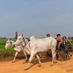 Siem Reap: Authentic Village Tour with Ox Cart Ride - What’s Included and What to Keep in Mind