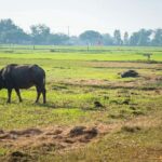Siem Reap: Countryside Bike Tour - Farms, Temples & Snacks - Who Should Consider This Tour?