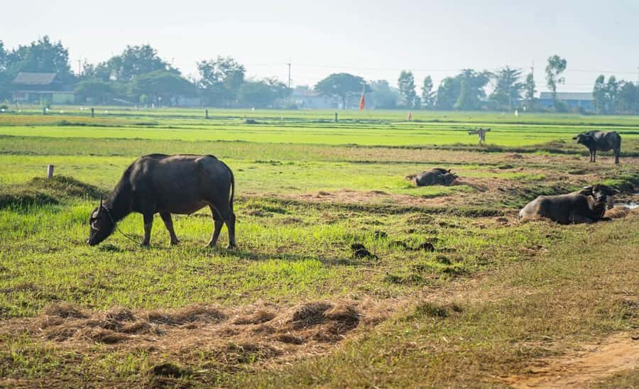 Siem Reap: Countryside Bike Tour - Farms, Temples & Snacks - Who Should Consider This Tour?