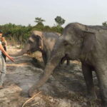 Siem Reap: Dine with Elephants, a Nature & Wildlife Journey - Authentic Insights from Past Visitors