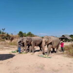 Siem Reap: Elephants & Apopo Rat Demining Private Trip - Who Will Love This Tour?