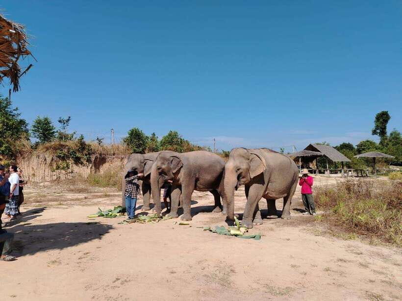 Siem Reap: Elephants & Apopo Rat Demining Private Trip - Who Will Love This Tour?