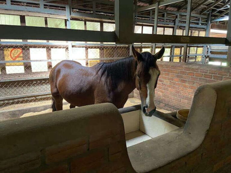 Siem Reap Happy Horse Riding Free Pick-up & Drop-off - Practical Details and Tips