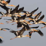 Siem Reap Nature & Cultural Safari Cycling Adventure - Who Is This Tour Best For?