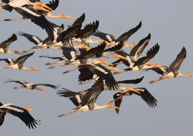 Siem Reap Nature & Cultural Safari Cycling Adventure - Who Is This Tour Best For?