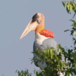 Siem Reap: Prek Toal Tonle Sap Biosphere Reserve Tour - Introduction: What You Can Expect from the Prek Toal Experience