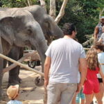 Siem Reap: Small Group Tour of Kulen Elephant Forest - Why This Tour Stands Out