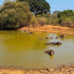 Sigiriya, Dambulla, 2 day tour with Minneriya safari - Who Should Consider This Tour?