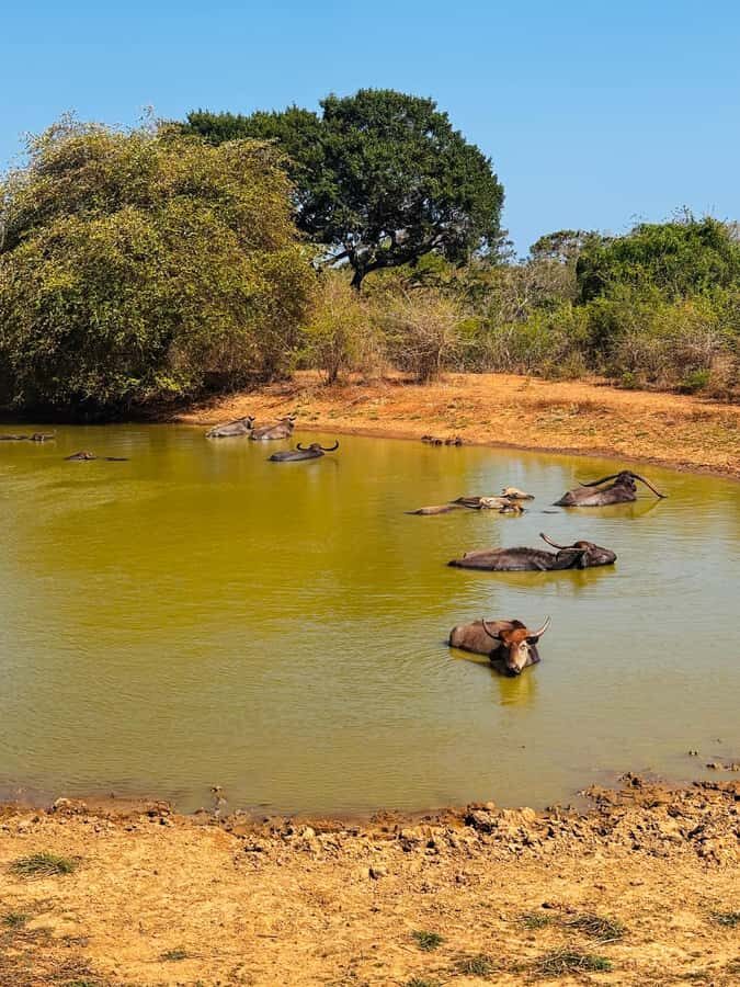 Sigiriya, Dambulla, 2 day tour with Minneriya safari - Who Should Consider This Tour?