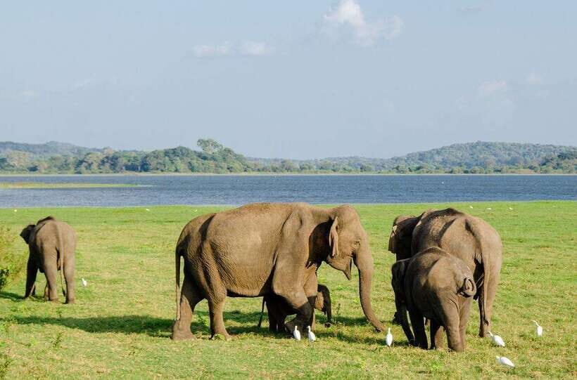 Sigiriya day tour from kandy with elephant safari(privet) - Who Is This Tour Best Suited For?