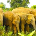 Sigiriya Fortress and best Wildlife Safari Tour - Who Should Consider This Tour?