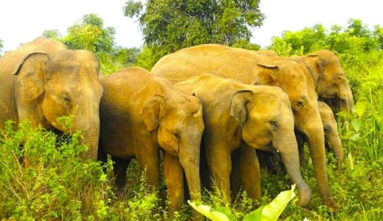 Sigiriya Fortress and best Wildlife Safari Tour - Who Should Consider This Tour?