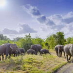 Sigiriya Fortress and Wildlife Safari from Colombo - Who Will Love This Tour?