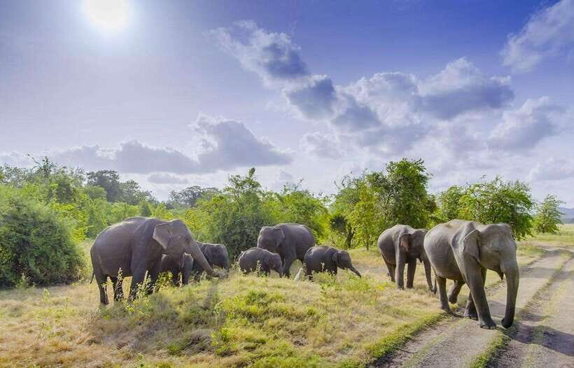 Sigiriya Fortress and Wildlife Safari from Colombo - Who Will Love This Tour?
