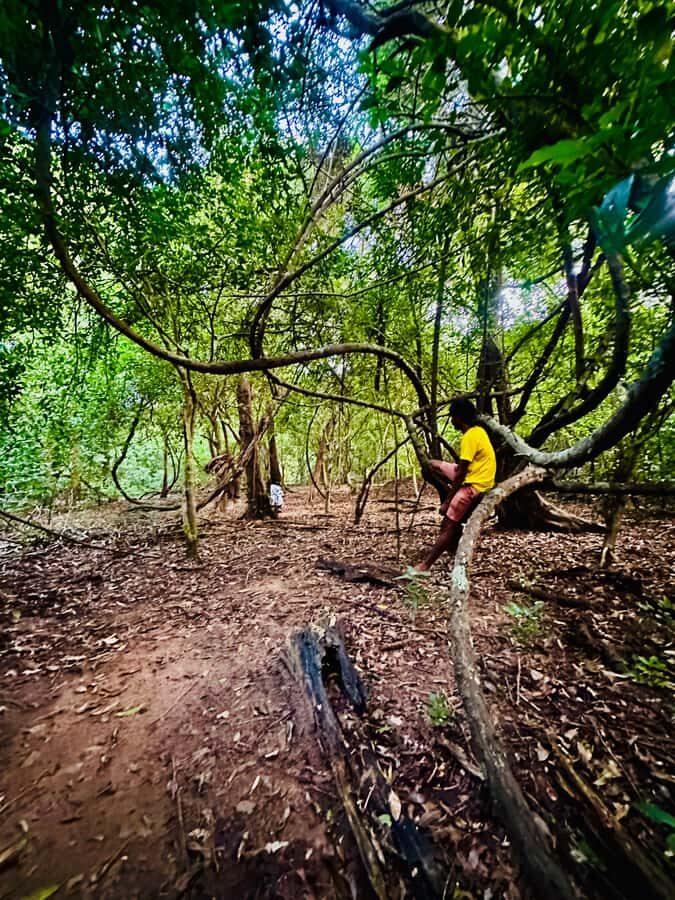 Sigiriya: Jungle Tour with Birdwatching and Wildlife - Why This Jungle Tour Offers Genuine Value