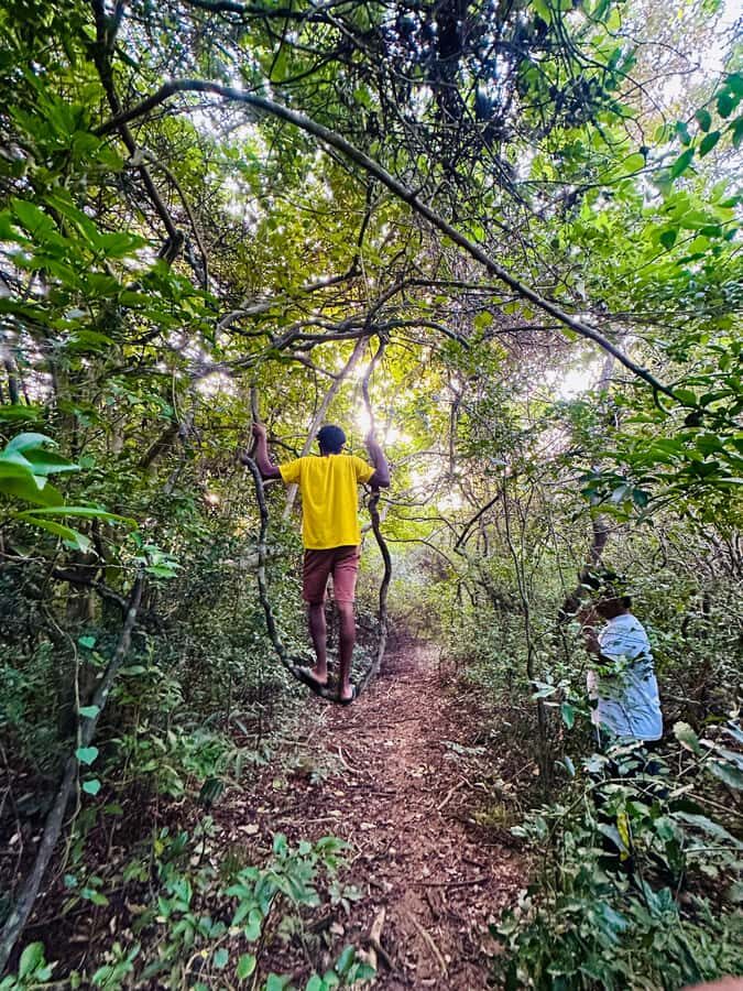 Sigiriya: Jungle Tour with Birdwatching and Wildlife - Why This Tour Offers Great Value