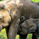 Sigiriya, Kandy to Ella TRain Ride plus Up Country TEA[B&B Basis] - Final Thoughts