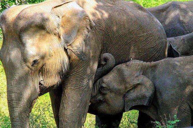 Sigiriya, Kandy to Ella TRain Ride plus Up Country TEA[B&B Basis] - Final Thoughts